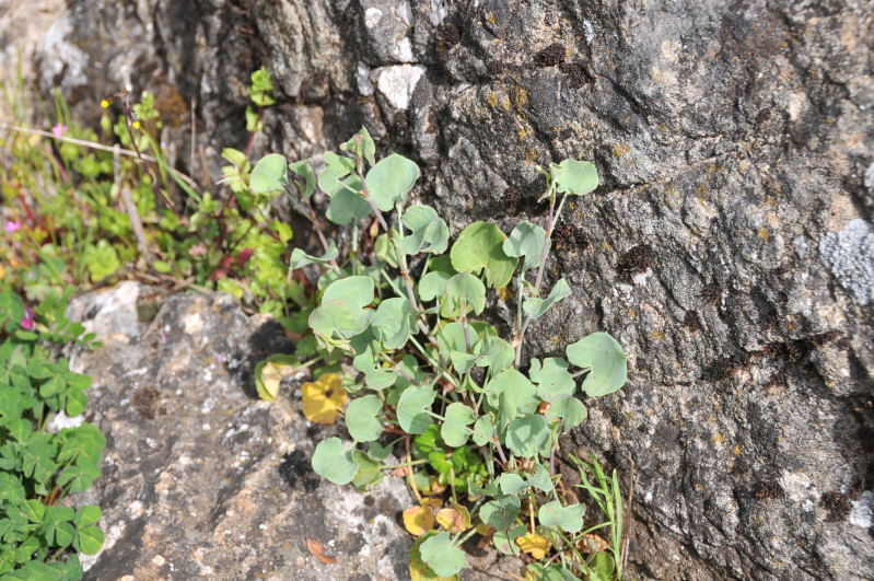 Rumex scutatus subsp. glaucescens / Romice scudato